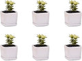 Mini 6 Set of 2x2x1.65inch Square Modern Minimalist White Ceramic Succulent mini Planter Pot/Window Box with Saucer (6, 2inch)