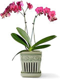 SUADEN Orchid Pots with Holes | 5" Ceramic Orchid Planter with Separate Saucer and Drainage Holes | Glazed Pottery Small Flower Pot for Repotting Orchids(Green)
