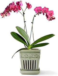 SUADEN Orchid Pots with Holes | 5" Ceramic Orchid Planter with Separate Saucer and Drainage Holes | Glazed Pottery Small Flower Pot for Repotting Orchids(Green)