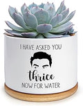 I Have Asked You Thrice Now for Water Pot, Funny Planters for Indoor Plants Succulent Pots Cactus Pots, Funny Plant Pots for Plant Lovers Women Mom Schitts Creek Gifts (Plant Not Included)