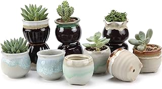 T4U Small Ceramic Succulent Pots with Drainage - Set of 12, Mini Pots for Plants, Home and Office Decor, Plant Lover Gifts for Women