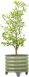 Rolling Metal Citrus Tree Planter Pot, 21″ Round Planter Box for Porch Patio & Backyard, 20 Gallon Large Planter Pot with Wheels for Growing Olive Trees Tomatoes Vegetables and Flowers, Olive Green