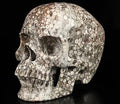 Skullis 5.0" Crinoid Fossil Hand Carved Crystal Skull, Super Realisti, Crystal Healing, Hand Carved Gemstone Fine Art Sculpture, Reiki Healing Stone Statue.2829