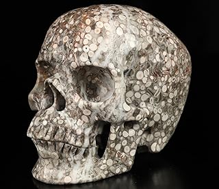 Skullis 5.0" Crinoid Fossil Hand Carved Crystal Skull, Super Realisti, Crystal Healing, Hand Carved Gemstone Fine Art Sculpture, Reiki Healing Stone Statue.2829