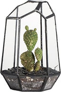 NCYP Small No Door Geometric Terrarium - 4.1" x 3.5" x 5.9" Miniature Irregular Glass Terrarium Planter for Mini Succulent Air Plants - Tabletop Garden Container, Black (No Plants)