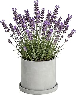Ekirlin 7 Inch Flower Plant Pot Indoor, Natural Grey Cement Planters Concrete Planter with Drain Hole Saucer Tray, Modern Succulents Containers, Garden Pots for Home Decor, Outdoor & Garden Plants