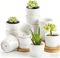 Tosnail 12 Pack Small Succulent Pots with 12 Bamboo Trays, 2.5 Inch Round White Ceramic Mini Plant Pots, Tiny Succulent Planters, Cactus, Flower, Air Plant Containers, Modern Home and Office Decor