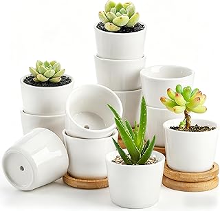 Tosnail 12 Pack Small Succulent Pots with 12 Bamboo Trays, 2.5 Inch Round White Ceramic Mini Plant Pots, Tiny Succulent Planters, Cactus, Flower, Air Plant Containers, Modern Home and Office Decor