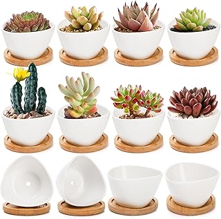 Foraineam 12 Pack Mini Succulent Planter Pots, Small Ceramic Cactus Planters White Plant Flower Pots with Bamboo Tray for Herbs, Seeds, Beans, Cacti, Succulents