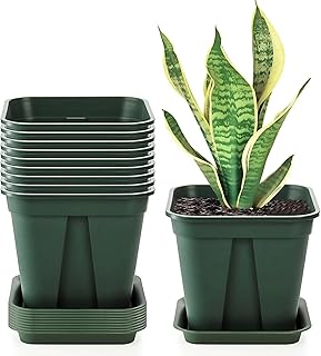 Fasmov 10 Pcs Square Nursery Pot 7 Inch Plastic Plant Pots with Drainage Hole Garden Flower Pots Nursery Plant Container, Flower Planters with Trays for Succulents Herbs Cactus, Green