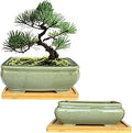 MUZHI 2pcs Green Ceramic Bonsai Planter Pots with Bamboo Tray 6.2 “ & 5.3”, Rectangular Glazed Bonsai & Succulent Cactus Starter Pot with Drainage Ice Crack Design