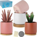 4 Inch Ceramic Plant Pots with Drainage Holes & Tray, Adorable Small Cylinder Planter for Indoor Decor, Succulent, Snake Plants, Cactus & Herbs, Flowers, Set of 4 for Home Office Garden