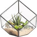 NCYP Small 3.93 Inches Geometric Glass Terrarium Box, Inclined Cube Clear Decorative Planter, Tabletop Air Plant Holder, Succulent Display Flower Pot, Black Centerpiece (No Plants, No Lid)