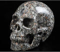 Skullis 5.0" Crinoid Fossil Crystal Skull, Hand Carved Gemstone Fine Art Sculpture, Reiki Healing Stone Statue.