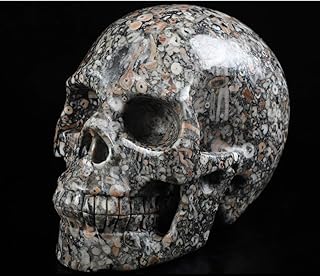 Skullis 5.0" Crinoid Fossil Crystal Skull, Hand Carved Gemstone Fine Art Sculpture, Reiki Healing Stone Statue.