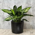 Willowy 6 Inch Black Ceramic Planter - 6 Inch Black Ceramic Pots for Plants Like Aloe, Baby Rubber, Jade, Money, and Snake - Pot with Drainage