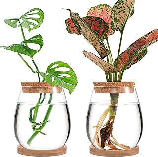 Biggun Plants Propagation Station - 2Pcs Desktop Plant Terrarium Glass Hydroponic Vases, Water Plant Jars, Gardening Gifts for Women Mom Plant Lovers (Water Drop Shape, Separated Tray Style)
