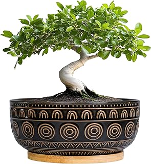Eightpot Ceramic Bonsai Pots - 8 Inch Plant Pot for Succulent, Round Planter for Indoor Plants, Shallow Planters with Drainage Hole and Tray, Boho Bonsai Bowl, Living Room Decor, Black