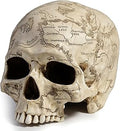 Veronese Design 5 3/8" Craniumography Skull Map Polyresin Hand Painted Sculpture