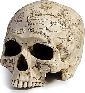 Veronese Design 5 3/8" Craniumography Skull Map Polyresin Hand Painted Sculpture