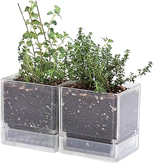 D'vine Dev 4 Inch Herb Planter Pots, Acrylic Planter with Drainage Holes and Saucer, Modern Decorative Gardening Pot for Indoor Plants, Herbs, Succulents, Clear, Set of 2, 76-Y-D-2
