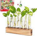 KAXYEW Plant Terrarium with Wooden Stand, Plant Propagation Tubes, 7 Test Tubes Glass Planter for Hydroponic Plant Cuttings Home Office Décor