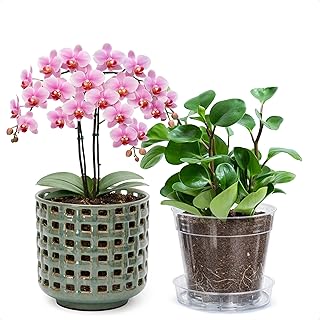 D'vine Dev 6.7 Inch Ceramic Orchid Planter with Lattice Cutout Design, Glazed Cachepot with Clear Nursery Pot & Detachable Saucer for Orchids and Indoor Plants, Olive, 28-A-Y-4