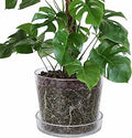 Phoenix Vine 12 Inch Clear Acrylic Planter Pot with Tray, Orchid Pot with Drainage Holes, Deep Saucer for Bottom Watering, Transparent Containers for Indoor Plants, Herbs, Set of 1, 91-A-I-1