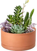 D'vine Dev 8 Inch Succulent Terracotta Shallow Pot with Drainage Hole and Saucer, Round Cylinder Planter Pot for Plant Flower, 40-Y-A-0