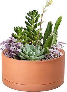 D'vine Dev 8 Inch Succulent Terracotta Shallow Pot with Drainage Hole and Saucer, Round Cylinder Planter Pot for Plant Flower, 40-Y-A-0