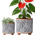 D'vine Dev Set of 2 Terracotta Planter Pots, 4 Inch & 6 Inch, Design Plants Pot with Drainage Hole, Monsoon Jungle, Terracotta/Black, 31-953-H-2
