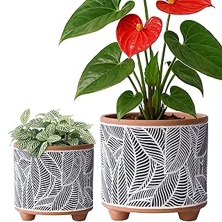 D'vine Dev Set of 2 Terracotta Planter Pots, 4 Inch & 6 Inch, Design Plants Pot with Drainage Hole, Monsoon Jungle, Terracotta/Black, 31-953-H-2