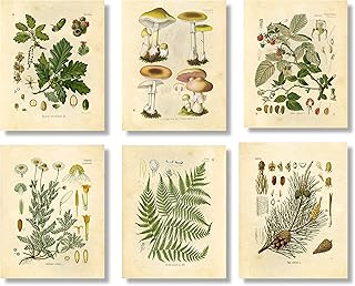 Vintage Botanical Prints | Woodland Plants by Ink Inc. | Forest Wildflower Mushrooms Wall Art | Boho Farmhouse Decor | Set of 6 8"x10" Unframed